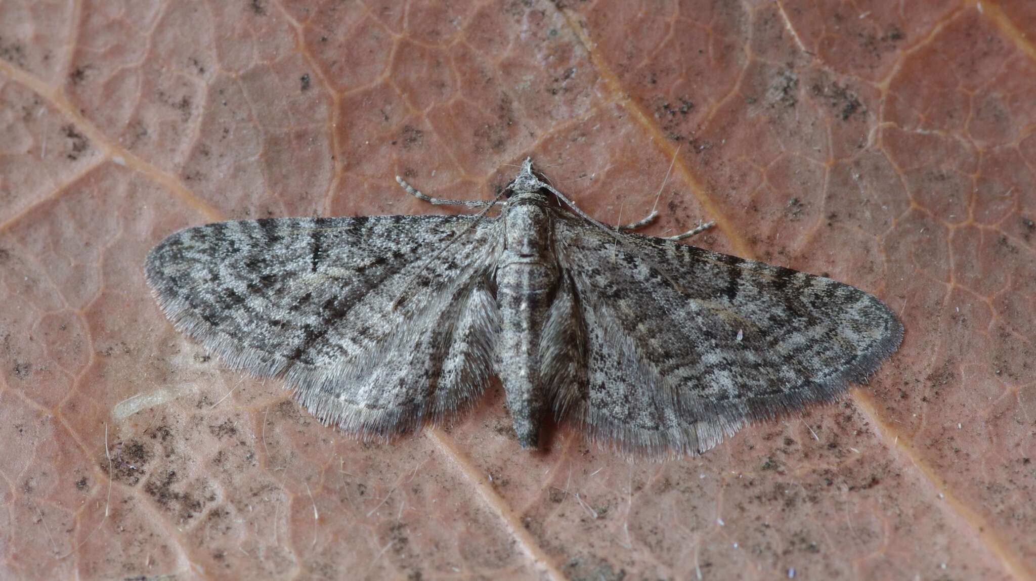 Image of Eupithecia boryata Rebel 1906