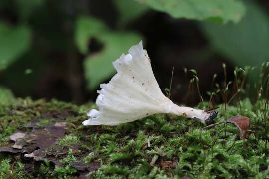 Plancia ëd Cotylidia diaphana (Cooke) Lentz 1955