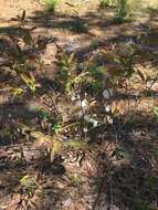 Image of bigflower pawpaw