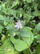 Image de Tricyrtis macropoda Miq.