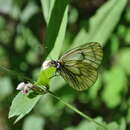 Image of Aporia tsinglingica (Verity (1911))