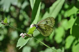 Image de Aporia tsinglingica (Verity (1911))