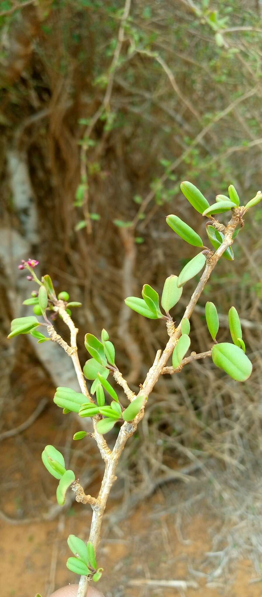 Image of Talinella grevei subsp. grevei