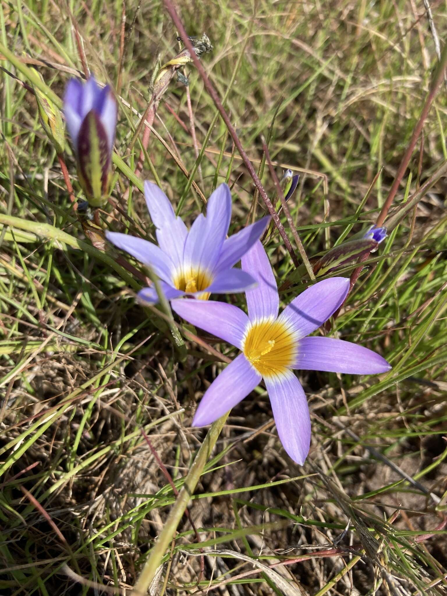 Romulea tabularis Eckl. ex Bég.的圖片