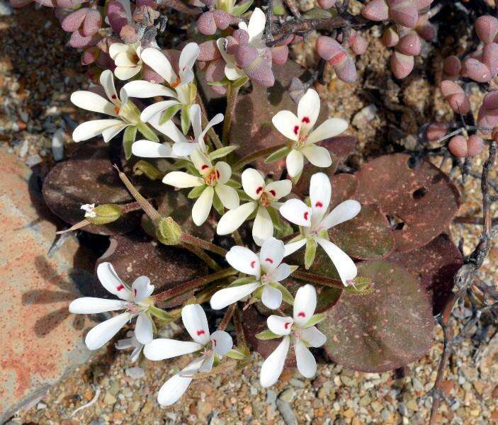 Image of Pelargonium nervifolium Jacq.