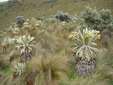 Image of Espeletia pycnophylla Cuatrec.