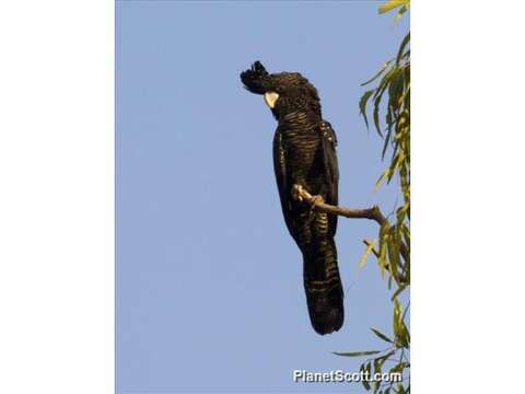 Image of Red-tailed Black-Cockatoo