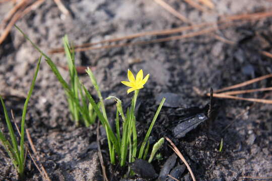 Image of Bristle-Seed Yellow Star-Grass