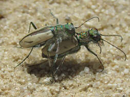 Image de Cicindela (Cicindela) limbata Say 1823