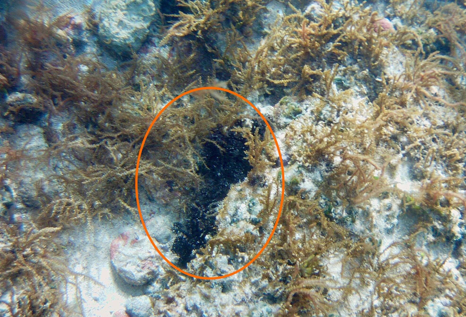 Image of Holothuria subgen. Semperothuria Deichmann 1958