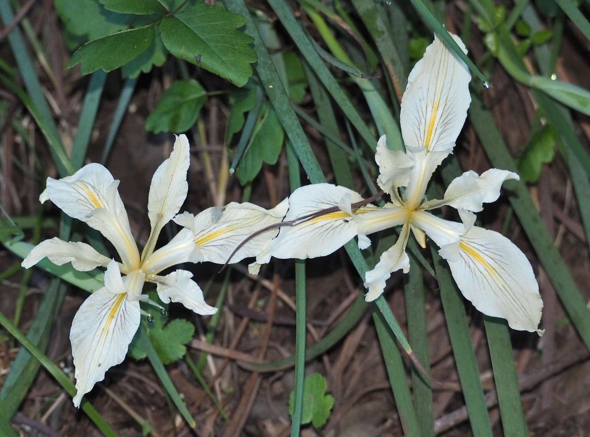 Image of Fernald's iris