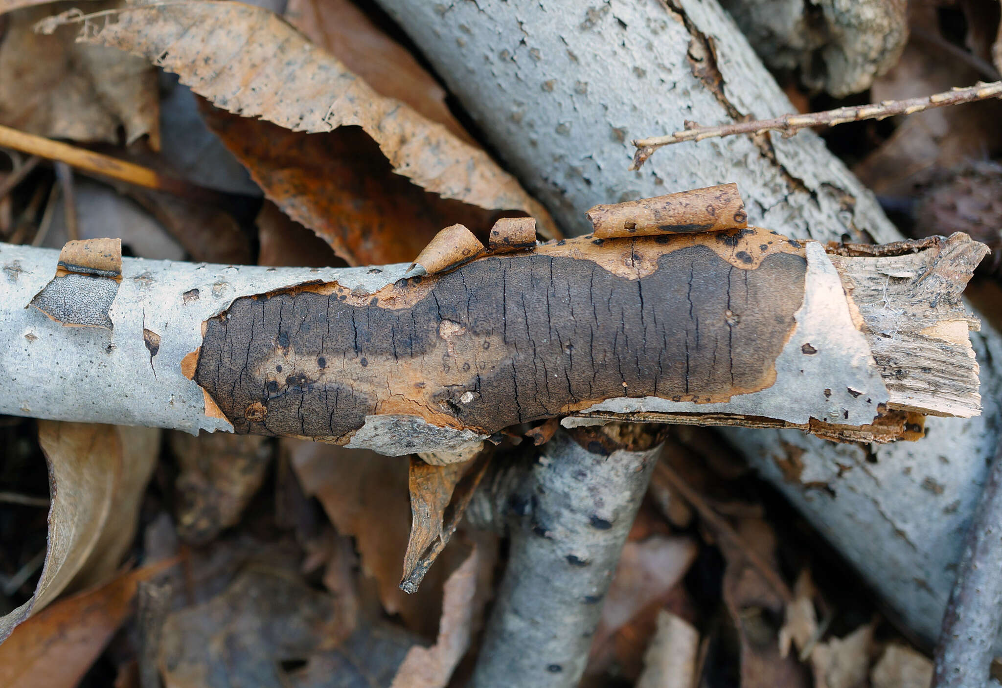 Image of Diatrype decorticata (Pers.) Rappaz 1987