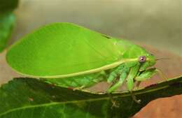 Image of Cystopsaltria immaculata Goding & Froggatt 1904