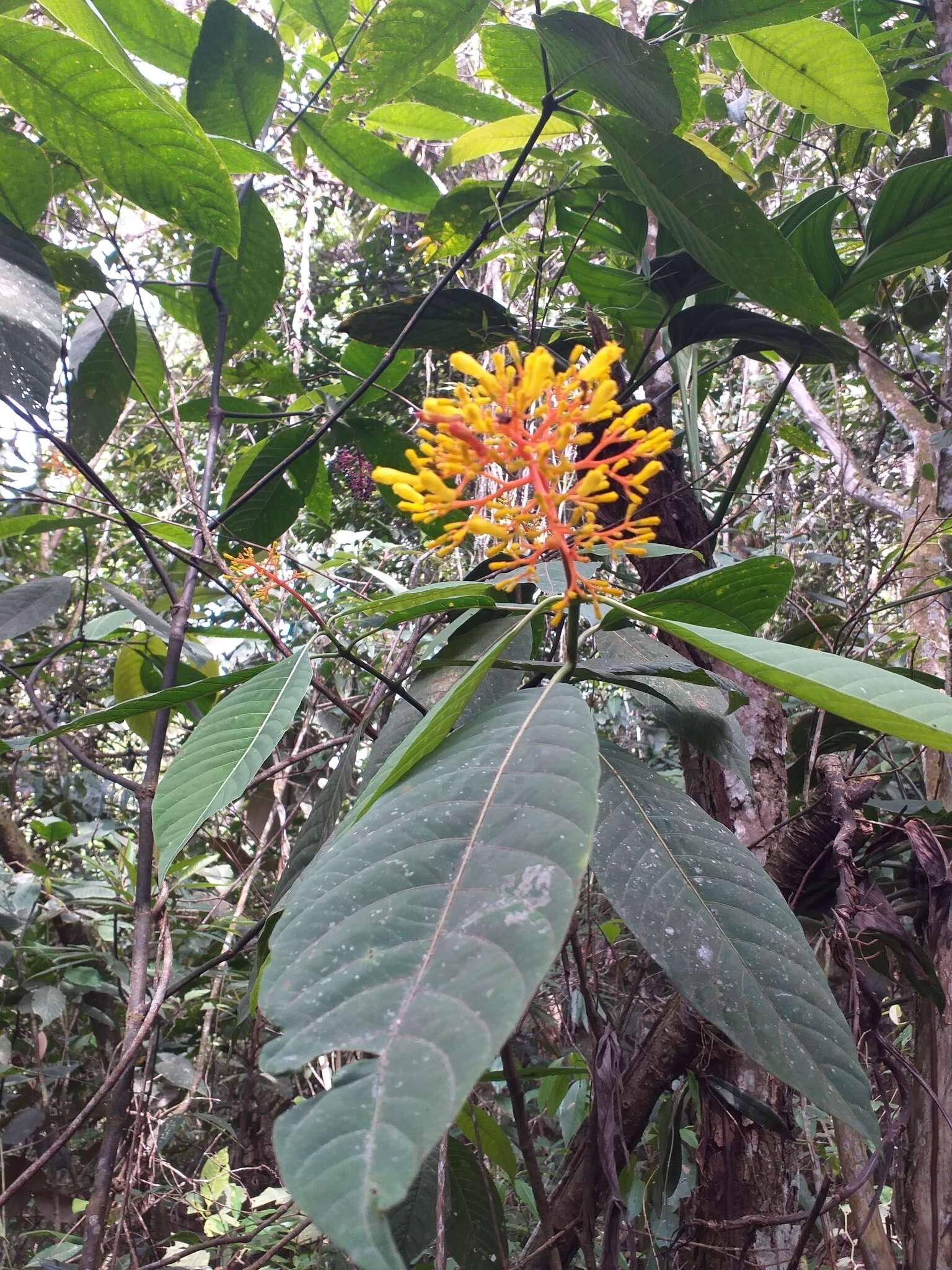 Image de Palicourea padifolia (Willd. ex Schult.) C. M. Taylor & Lorence