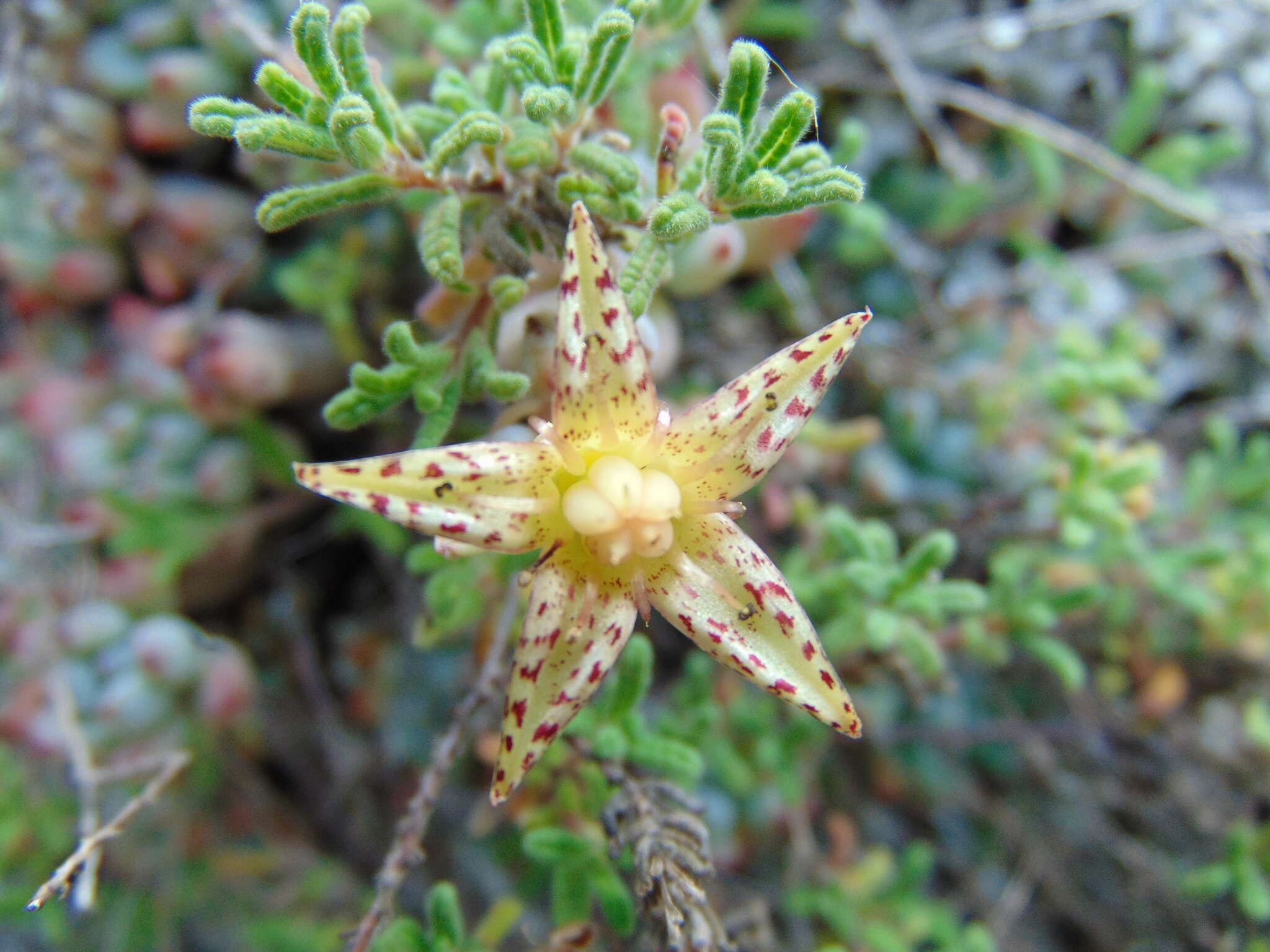 Image of Graptopetalum pachyphyllum Rose