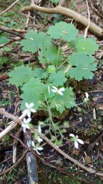 Image of coastal brookfoam