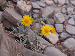 Image of hairyseed bahia