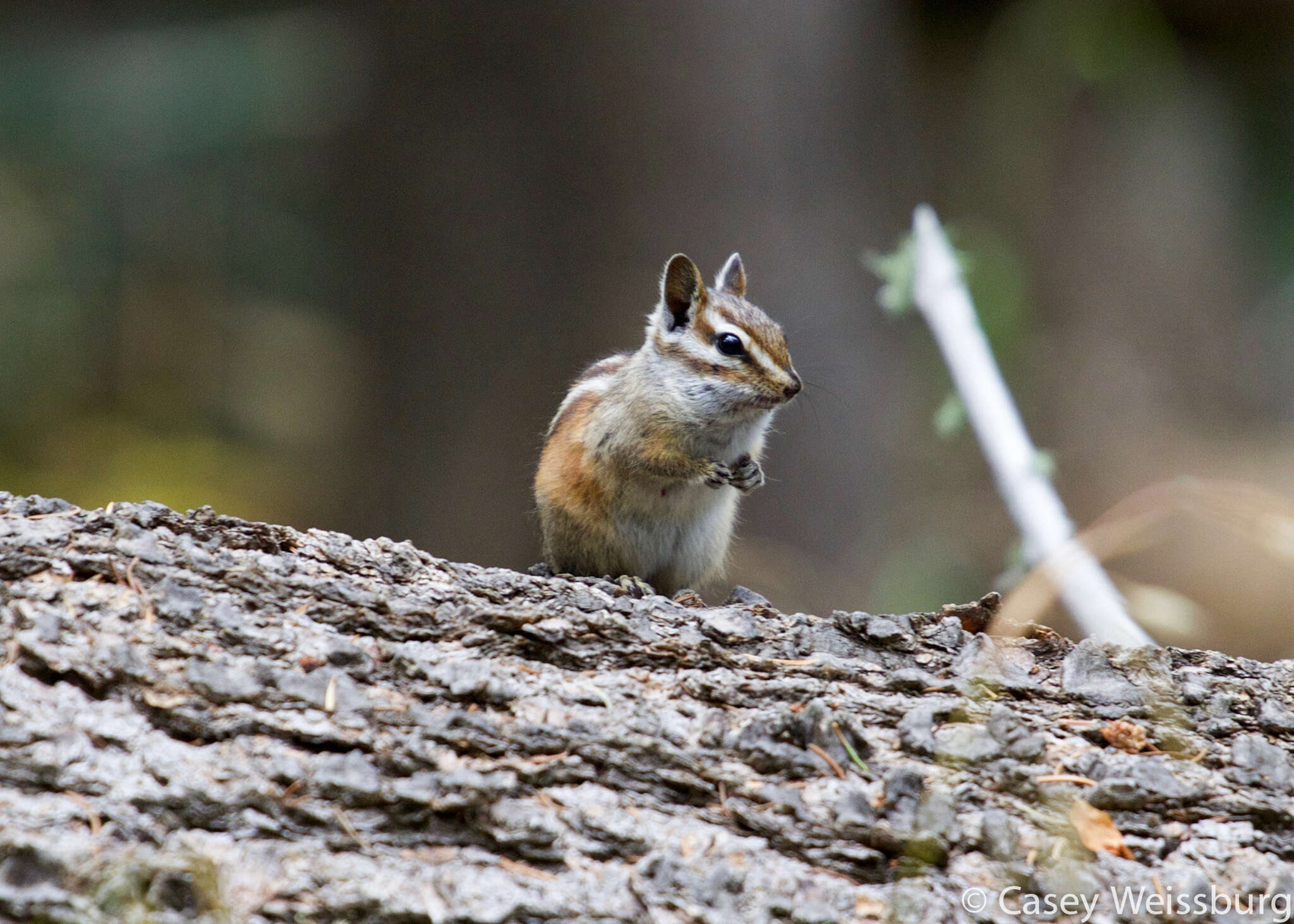 Image of Gray-collared Chipmunk