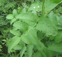 Clematis recta L. resmi