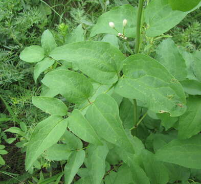 Clematis recta L. resmi