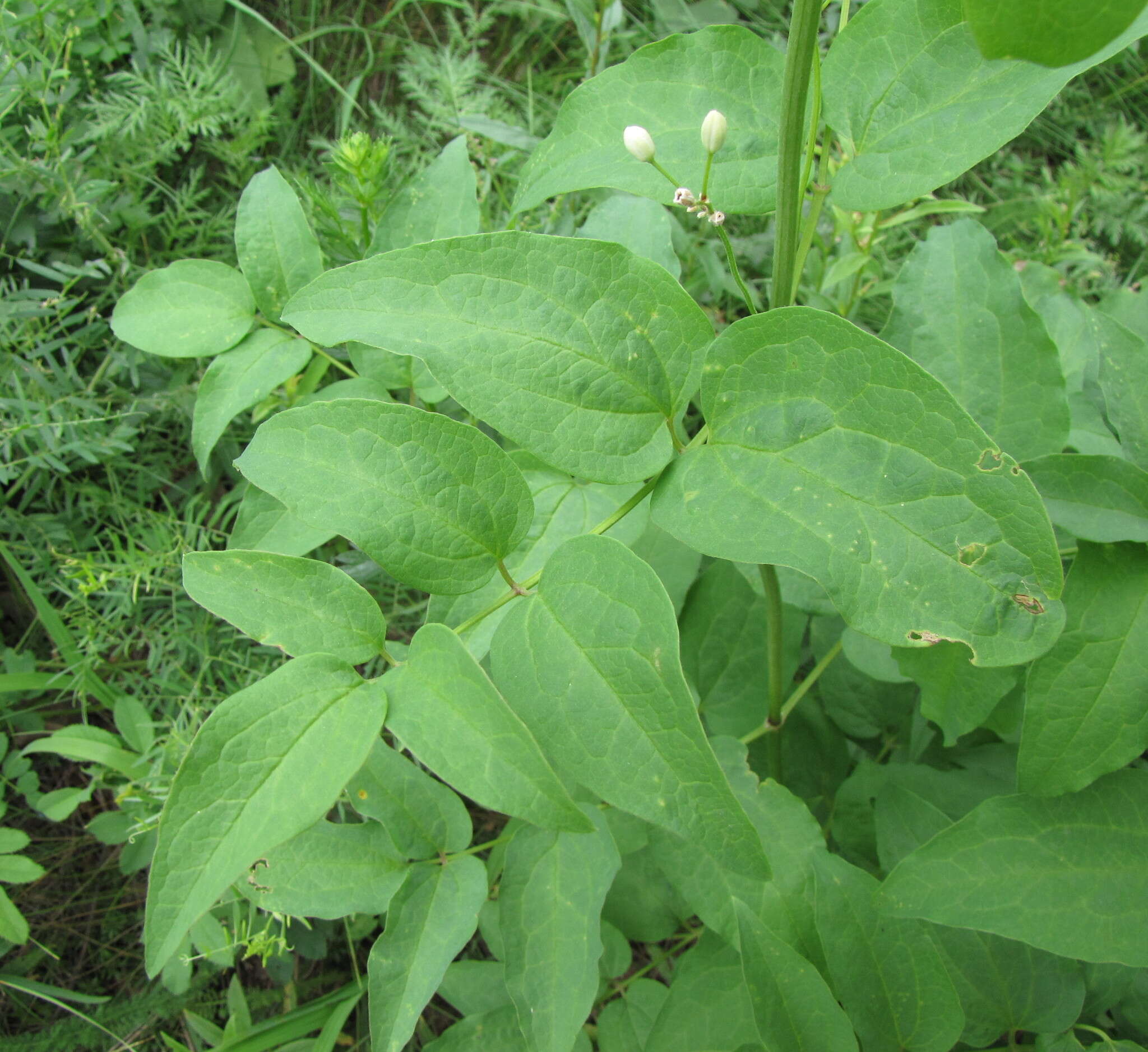 Clematis recta L. resmi