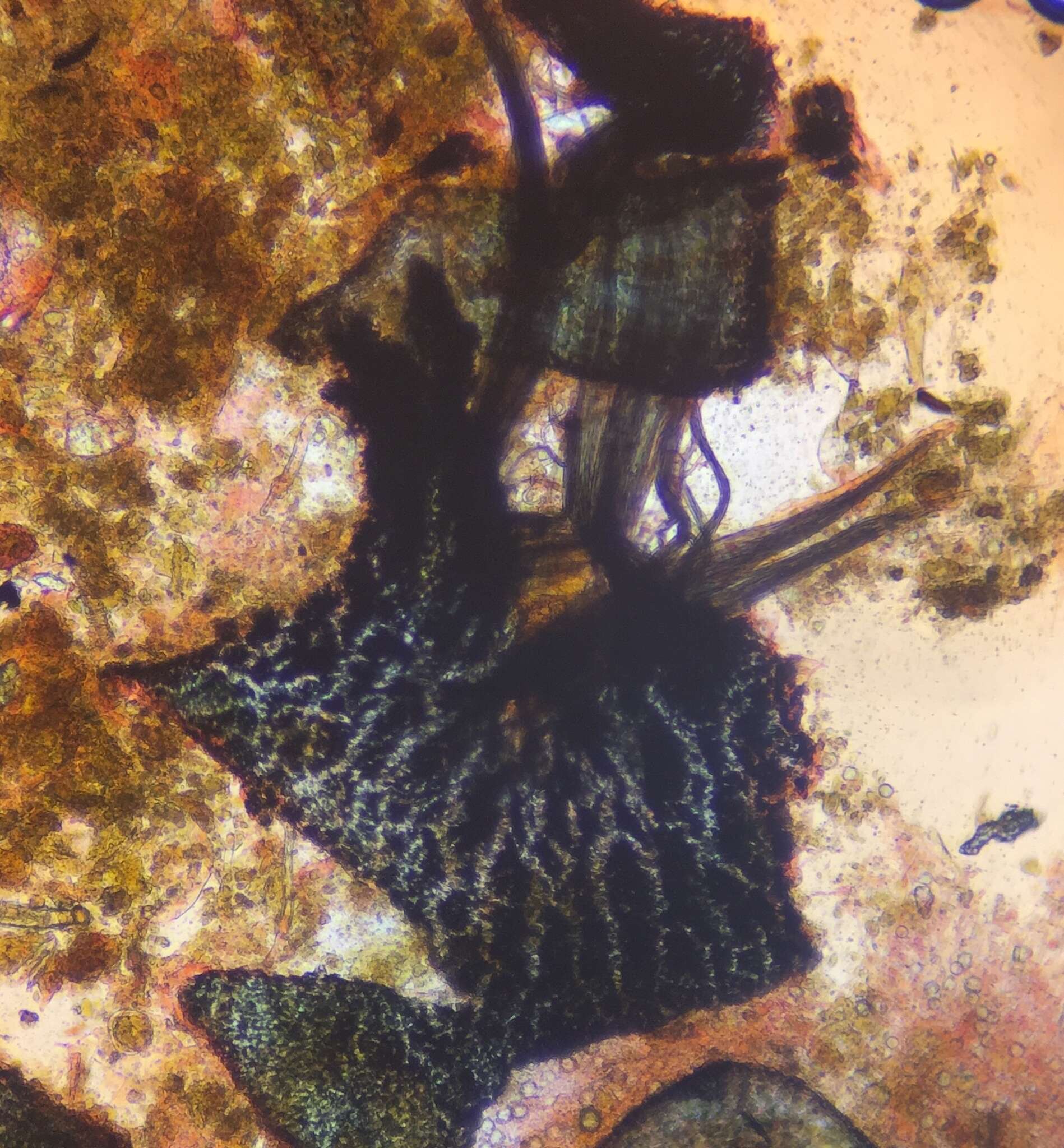 Image of Arnium arizonense (Griffiths) N. Lundq. & J. C. Krug 1972