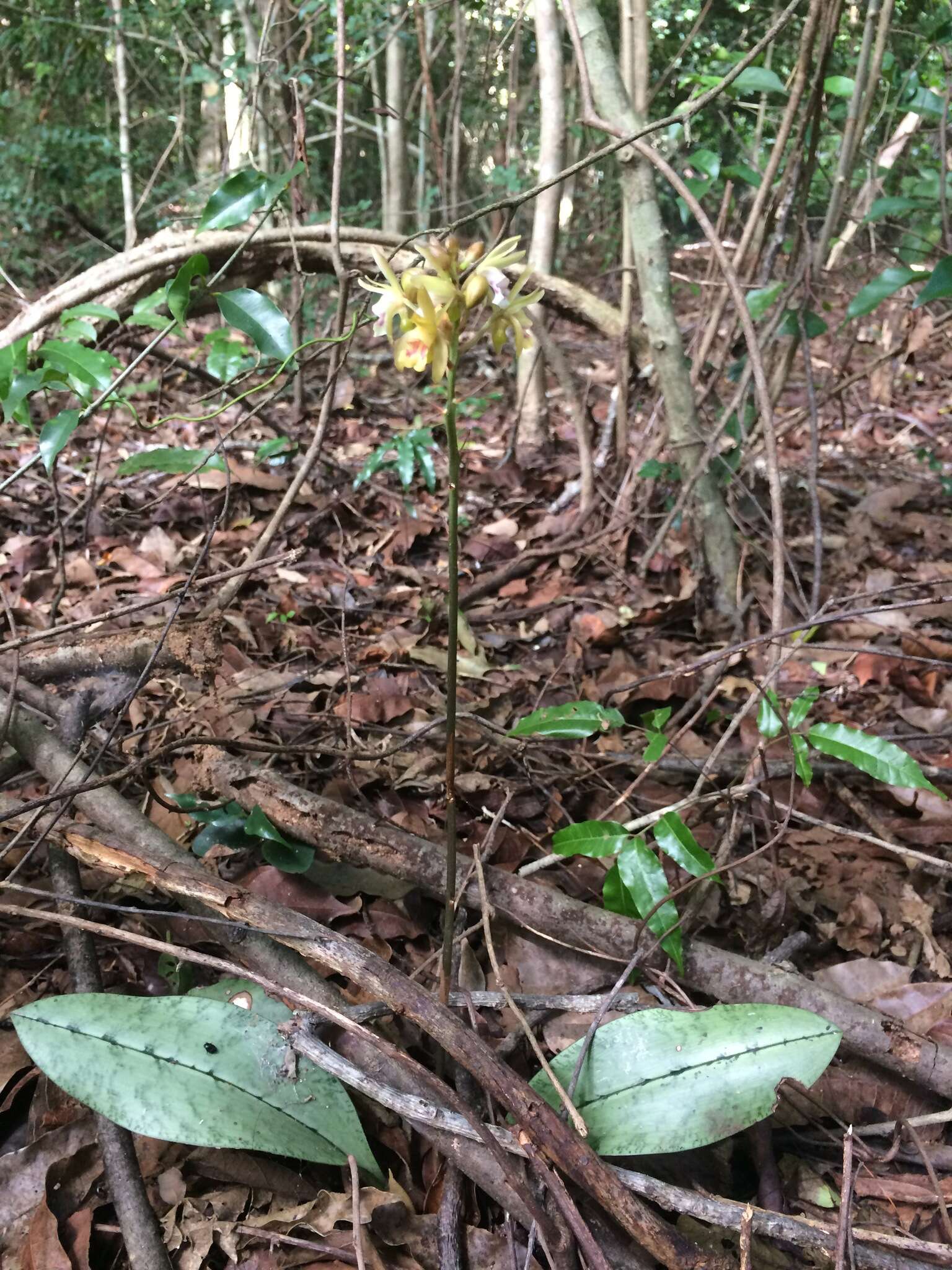 Imagem de Oeceoclades maculata (Lindl.) Lindl.