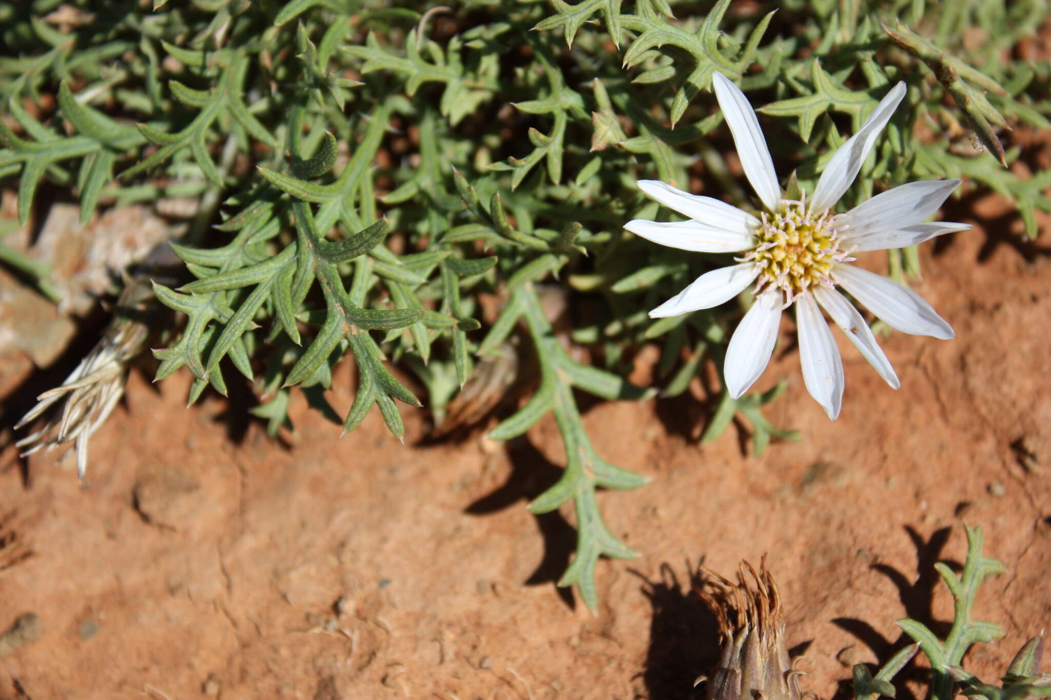 Image de Gazania jurineifolia subsp. jurineifolia