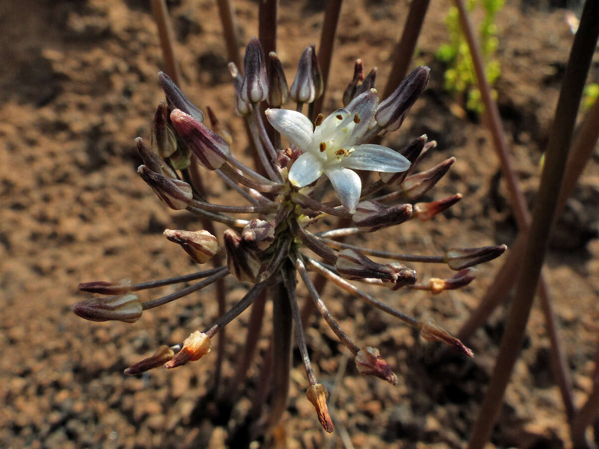 Image of Fusifilum depressum (Baker) U. Müll.-Doblies, J. S. Tang & D. Müll.-Doblies