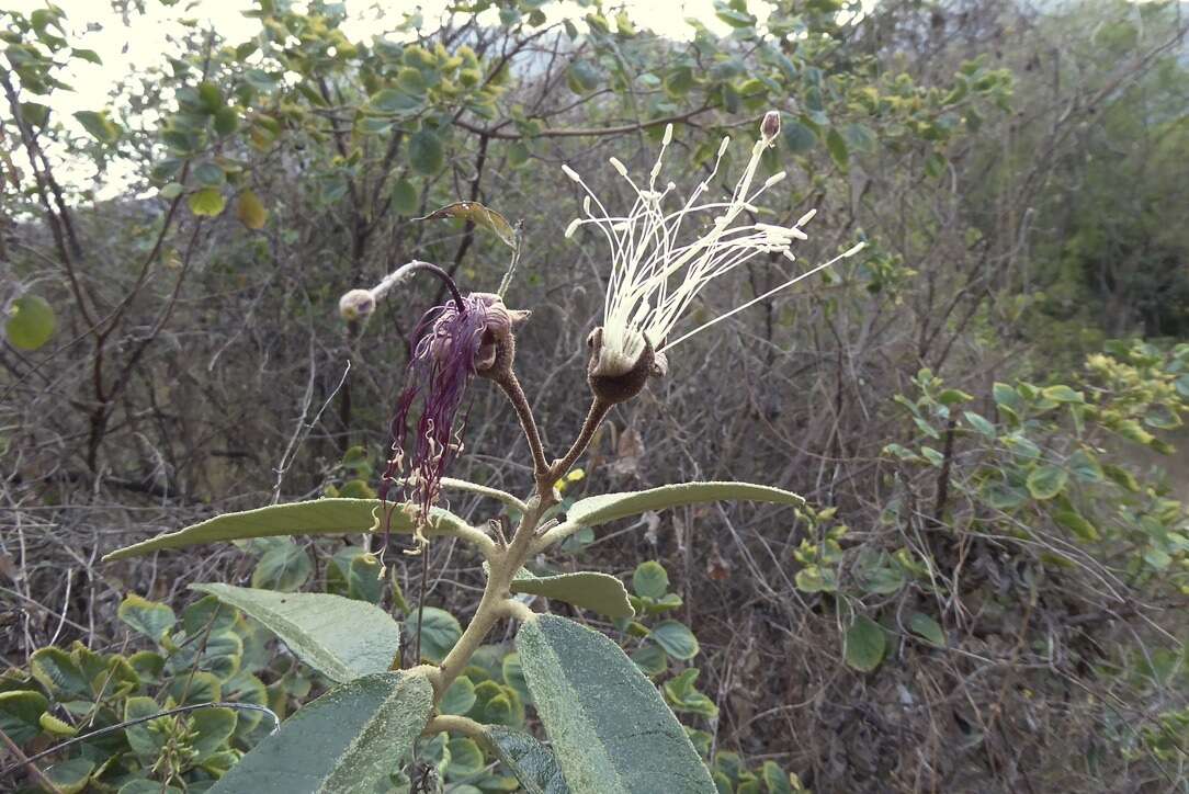 Image of Colicodendron scabridum (Kunth) Hutchinson