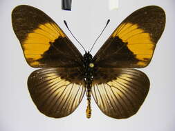 Image of Acraea poggei nelsoni Grose-Smith & Kirby 1892