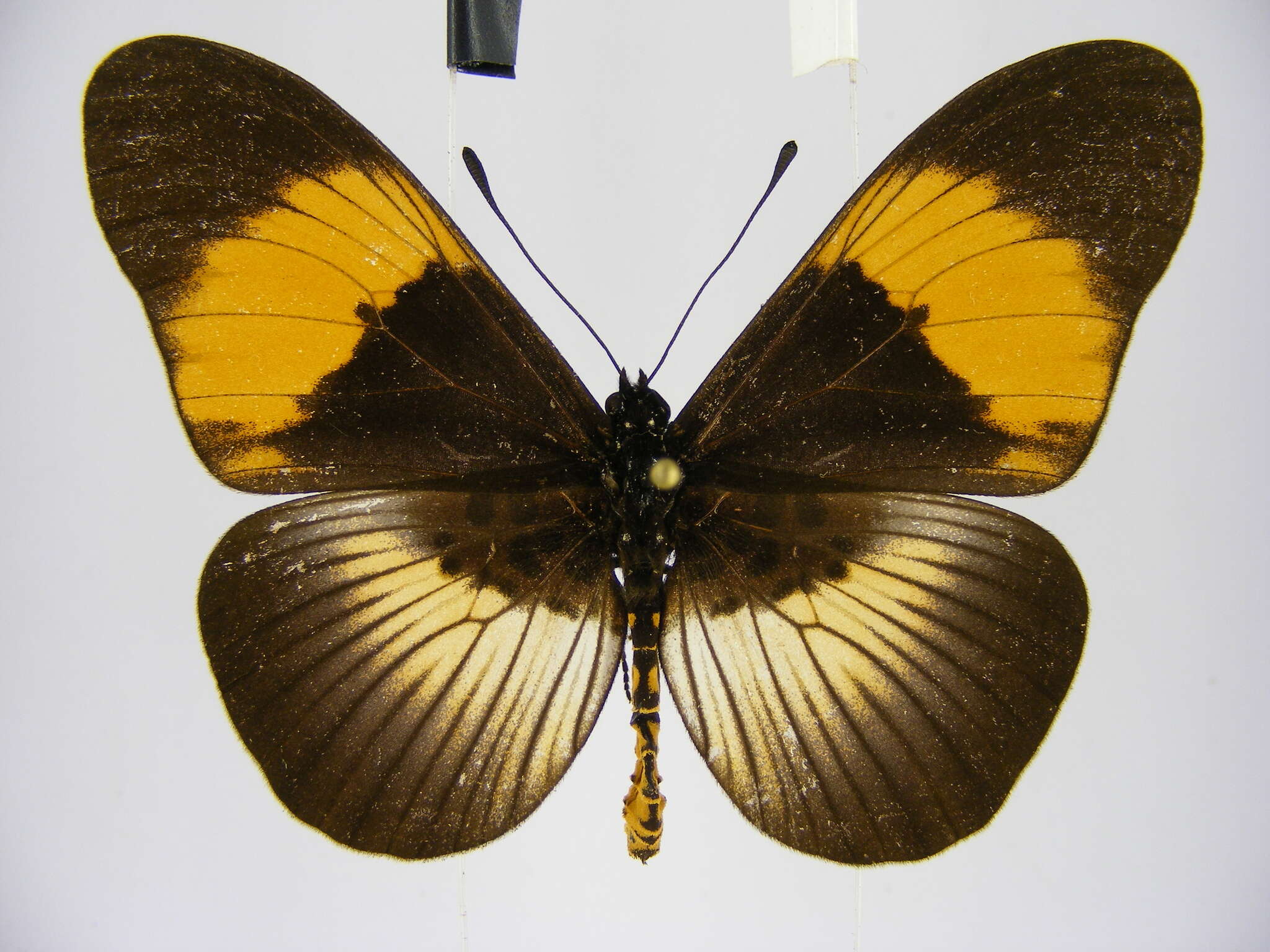 Image de Acraea poggei nelsoni Grose-Smith & Kirby 1892