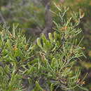 Image of Hakea trifurcata (Sm.) R. Br.