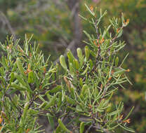 Image de Hakea trifurcata (Sm.) R. Br.