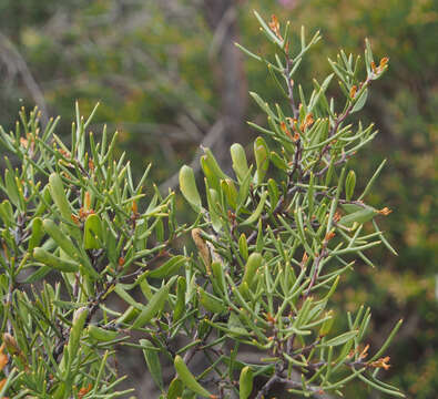 Image of Hakea trifurcata (Sm.) R. Br.