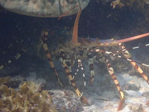 Image of Ornate Spiny Lobster