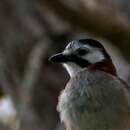 Image de Garrulus glandarius cervicalis Bonaparte 1853