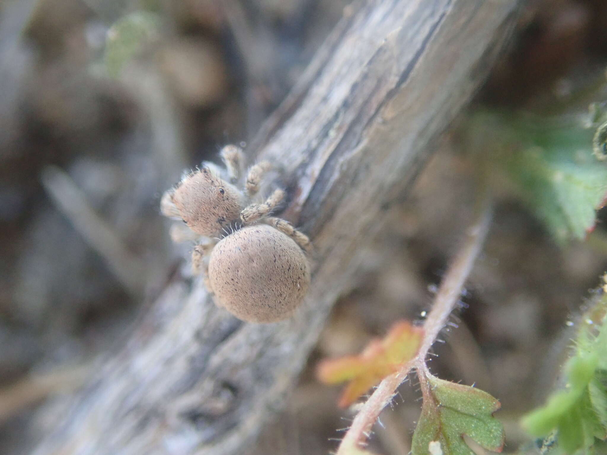 Image of Habronattus ustulatus (Griswold 1979)