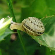 Image of Xerosecta reboudiana (Bourguignat 1863)