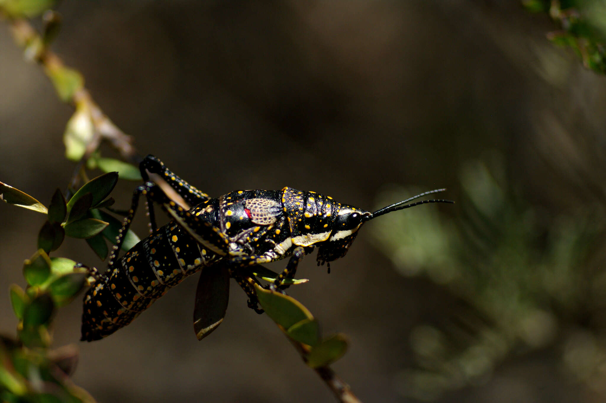 صورة Monistria pustulifera (Walker & F. 1871)