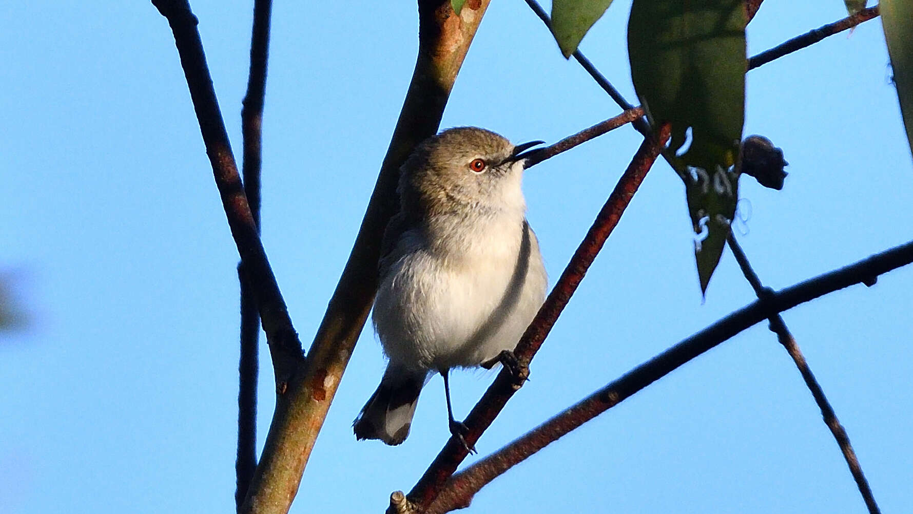 Слика од Gerygone fusca (Gould 1838)