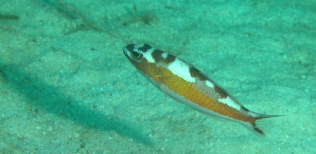 Serranus tabacarius (Cuvier 1829) resmi