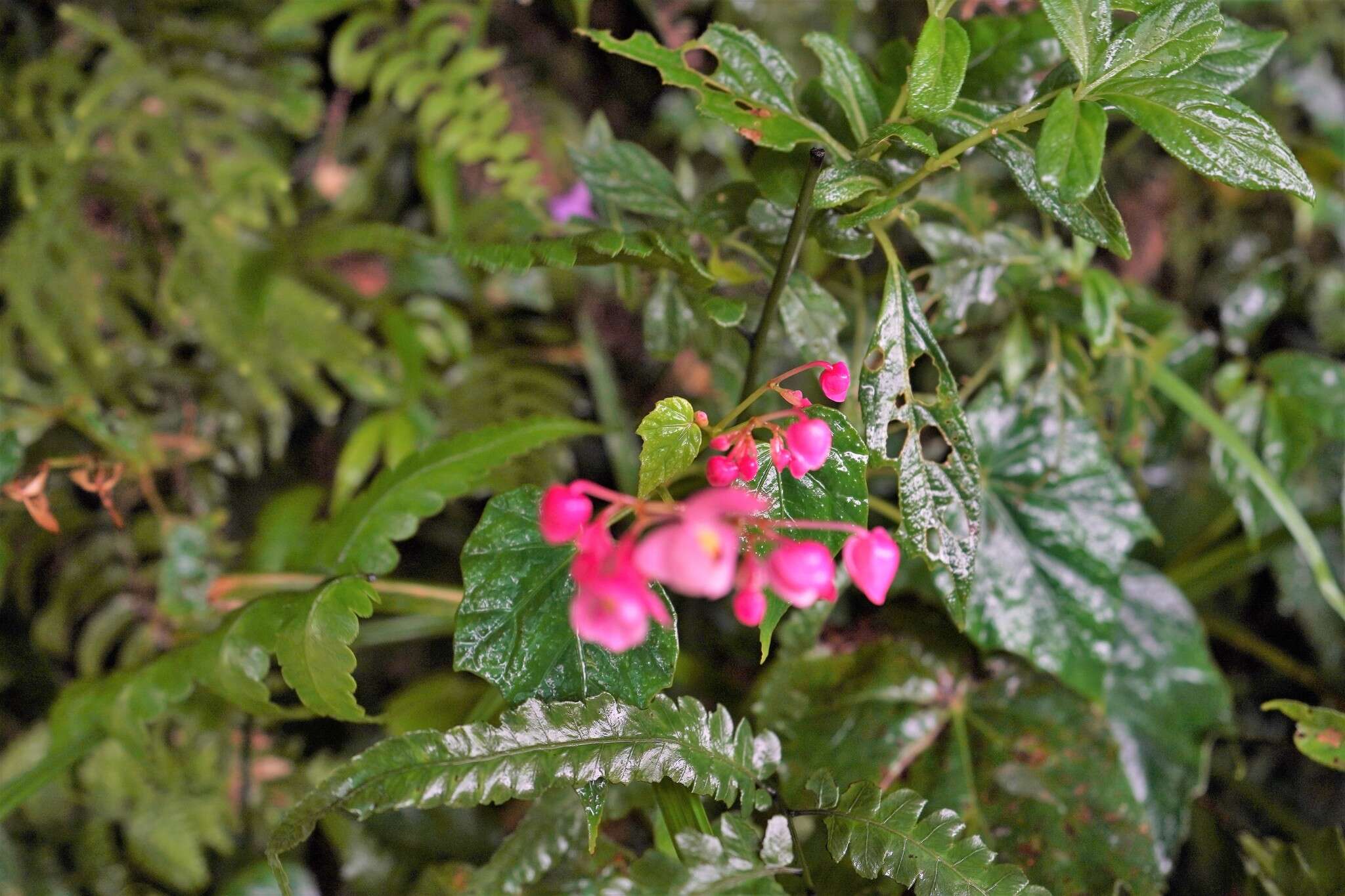 Image of Begonia formosana (Hayata) Masam.