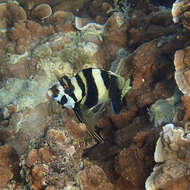 Image of Blacktip morwong