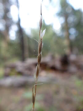 Image of little ricegrass