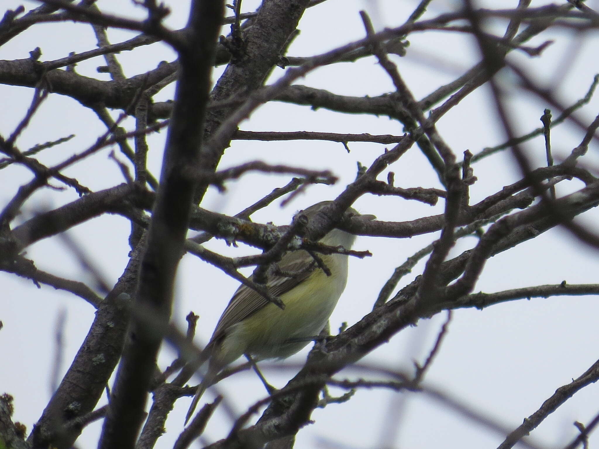 Vireo bellii Audubon 1844 resmi