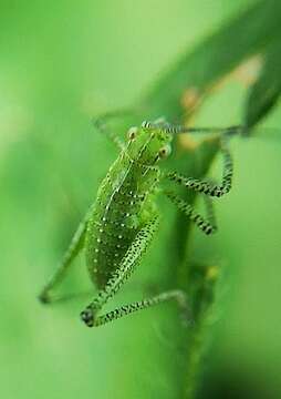 Image of Leptophyes boscii Fieber 1853