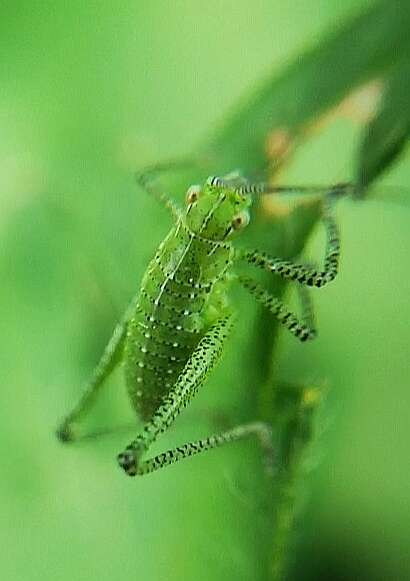 Image de Leptophyes boscii Fieber 1853