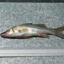 Image of Black robalo