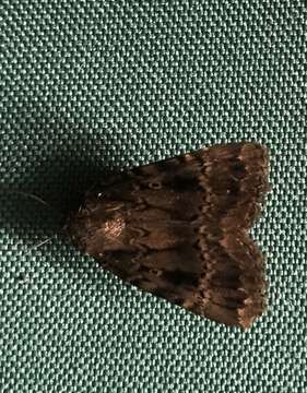 Image of copper underwing